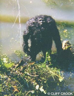 bigfoot in washington state